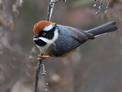 Black-throated tit in Bhutan can be seen in small flocks