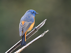 Blue-fronted Redstart in Bhutan