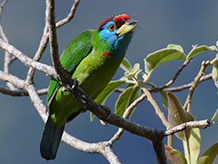 Blue-throated-Barbet-seen-at-Lingmethang-road-on-our-birding-trip-in-Bhutan