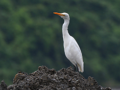 Cattle Egret in Bhutan
