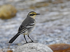 Citrine Wagtail seen on our best bhutan travel trip with Langur Eco Travels