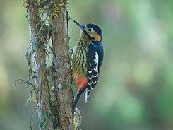 Crimson-breasted Woodpecker from the magnificent forests of Yongkola