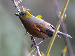 Gold-naped Finch seen with the best birding guides of Bhutan