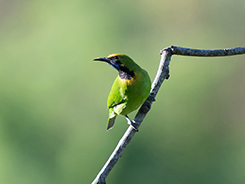 Golden-fronted Leafbird in Bhutan