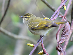 Large-billed Leaf Warbler seen during the late spring in Bhutan