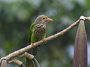 Lineated Barbet in Bhutan with Langur Eco travels