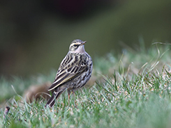 Rosy Pipit seen on our Bhutan holiday trips with Langur Eco Travels