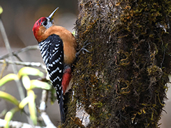 Rufous-bellied Woodpecker in Bhutan