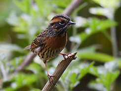 Rufous-breasted Accentor seen on our Bhutan best place to visit trip with Langur Eco Travels