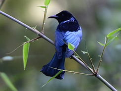 Spangled drongo seen in Bhutan with Langur Eco Travels one of Bhutan's best travel guides