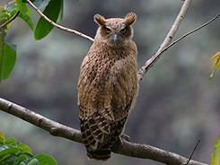 Tawny Fish Owl seen in Bhutan