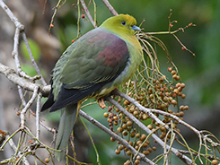 Wedge-tailed Green Pigeon in Bhutan