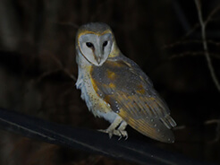 Barn Owl seen at Paro town in Bhutan