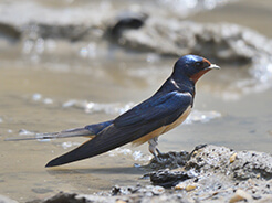 Barn Swallow from seen in Mongar in eastern Bhutan birding