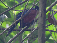 Chestnut-winged Cuckoo seen on our Bhutan birds and buddhism tour in Bhutan