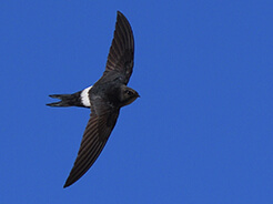 Fork-tailed Swift from Trongsa in Bhutan