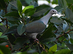 Green Imperial Pigeon from Gelephu in Bhutan, seen during our birding tour to the Himalayas