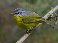 Grey-hooded Warbler from Punakha in Bhutan