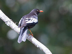 Grey-winged Blackbird from birding trip in Bhutan