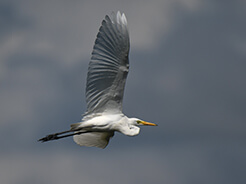 Intermediate Egret in Bhutan birding tours with Langur Eco travels