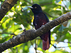 Maroon Oriole in Bhutan on our bird watching visit