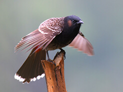 Red-vented Bulbul in Bhutan with langur Eco Travels