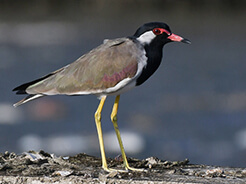 Red-wattled Lapwing from Punakha valley