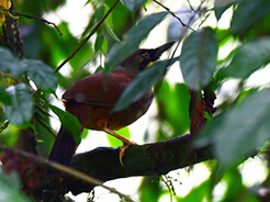 Rufous-vented Laughingthrush perhaps the rarest laughingthrushes of all in Bhutan