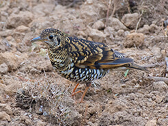 Scaly Thrush, also known as White's Thrush found at Dochula on our Bhutan birding holiday in Bhutan