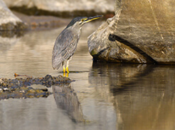 Striated Heron, seen in Bhutan on our bird watching tour to Bhutan with Langur Eco travels