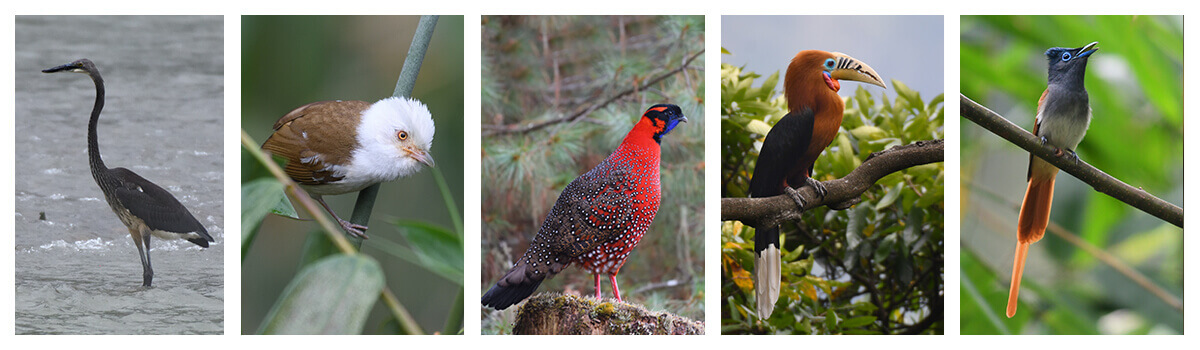 Explore the best birding locations in Bhutan with Langur Eco Travels
