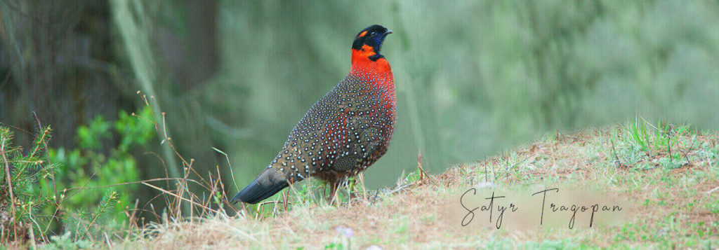 bhutan birding tours