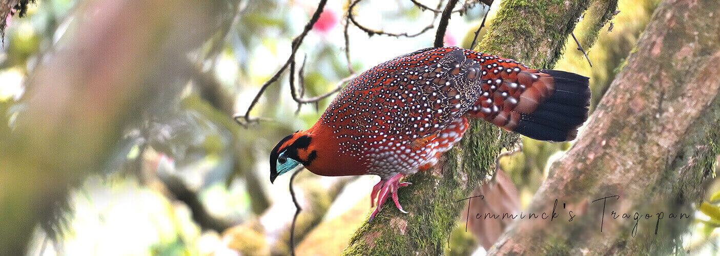 Temminck's Tragopan is one of the most special birds found in Bhutan