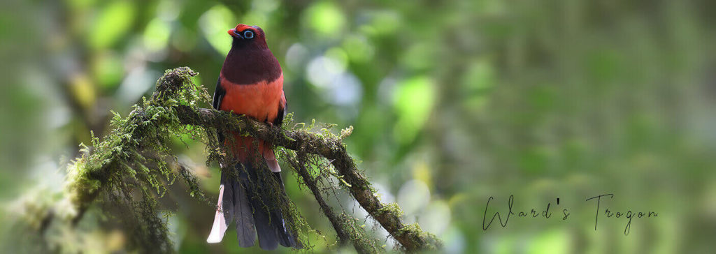 bhutan birding tours