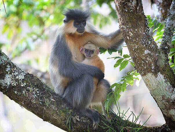Capped Langur birds and mammal photography tour in Bhutan