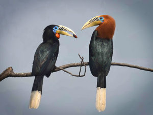 Rufous-necked Hornbill-12 days birding tour in Bhutan