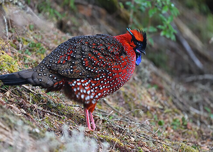Bird Photography in Bhutan