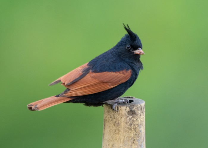Crested Bunting perched on a post against a soft green background